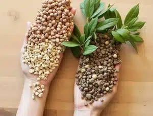 Natural Superfoods That Heal