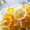 Dandelion Candy